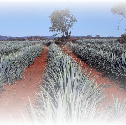 México y mezcal, los clásicos nunca mueren