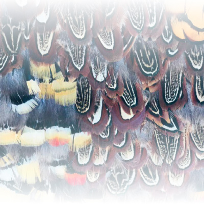 Original 2022 encuentro de arte, tradición y riqueza cultural