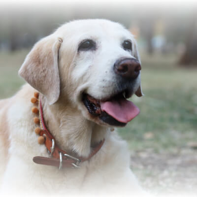 Protege a tu mascota de un golpe de calor