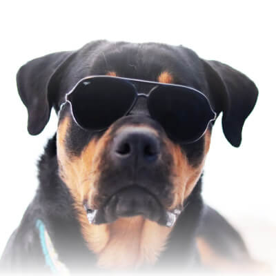 Protect your pet from heat stroke