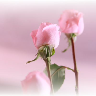 Todo lo que debes saber sobre el cuidado íntimo diario