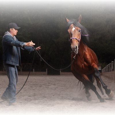 Improve your quality of life by spending time with a horse