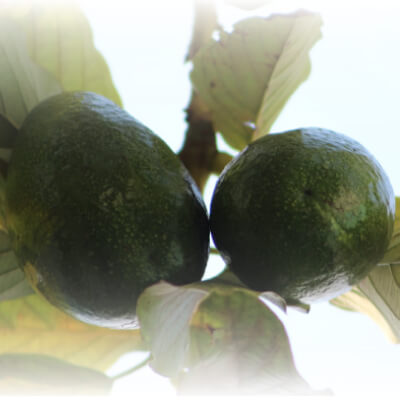 Discover the magic of avocado leaves