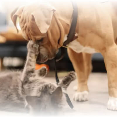 Todo lo que necesitas para armar un botiquín casero para tus mascotas