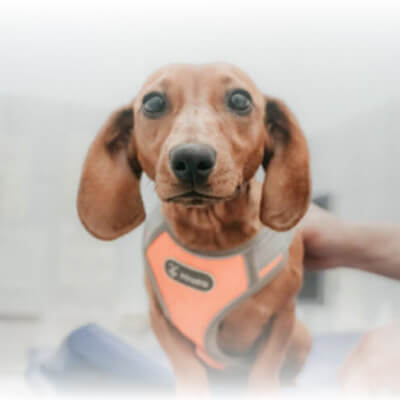 Everything you need to put together a homemade first aid kit for your pets