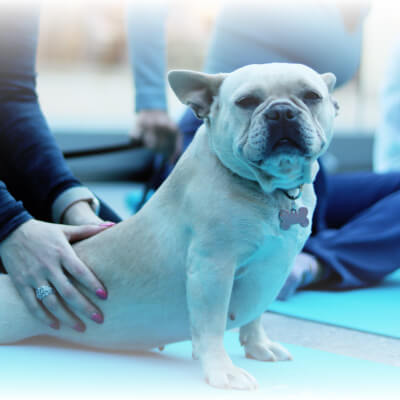 Benefits of meditating with your dog