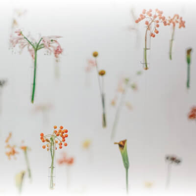 The charm of Dubai in your perfume