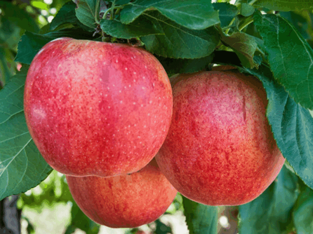 Lo que las manzanas y sus colores pueden hacer por tu salud